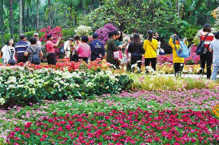 今年深圳"第一波花事"来了,1月赏花地点提前知