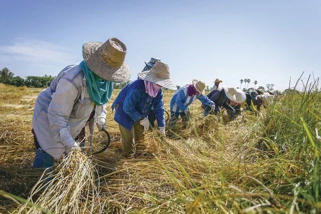 正宗五常稻花香的價格高主要原因是原產區面積有限,產量規模不高,品種