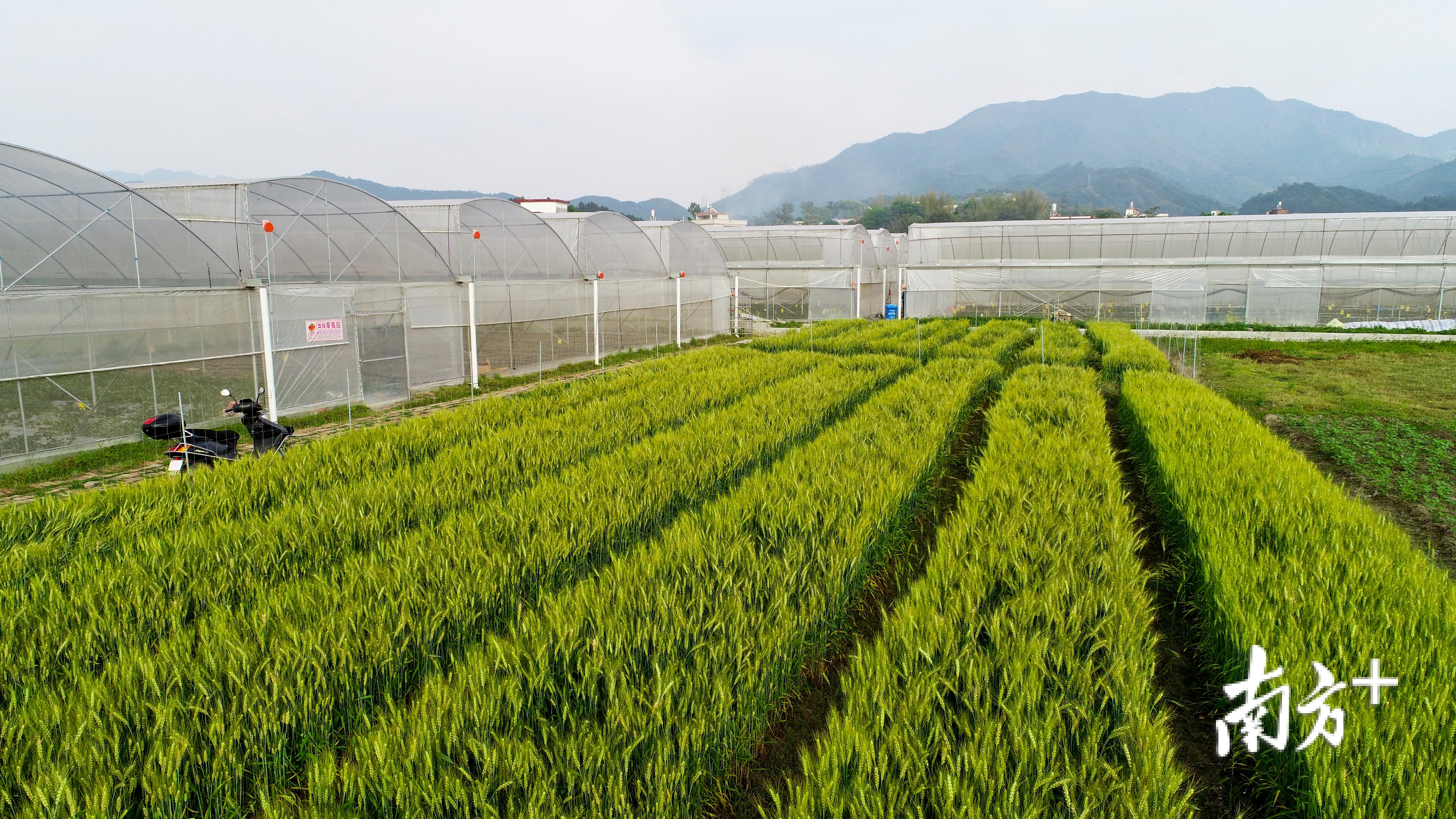 种植：鹤市大棚果蔬基地。