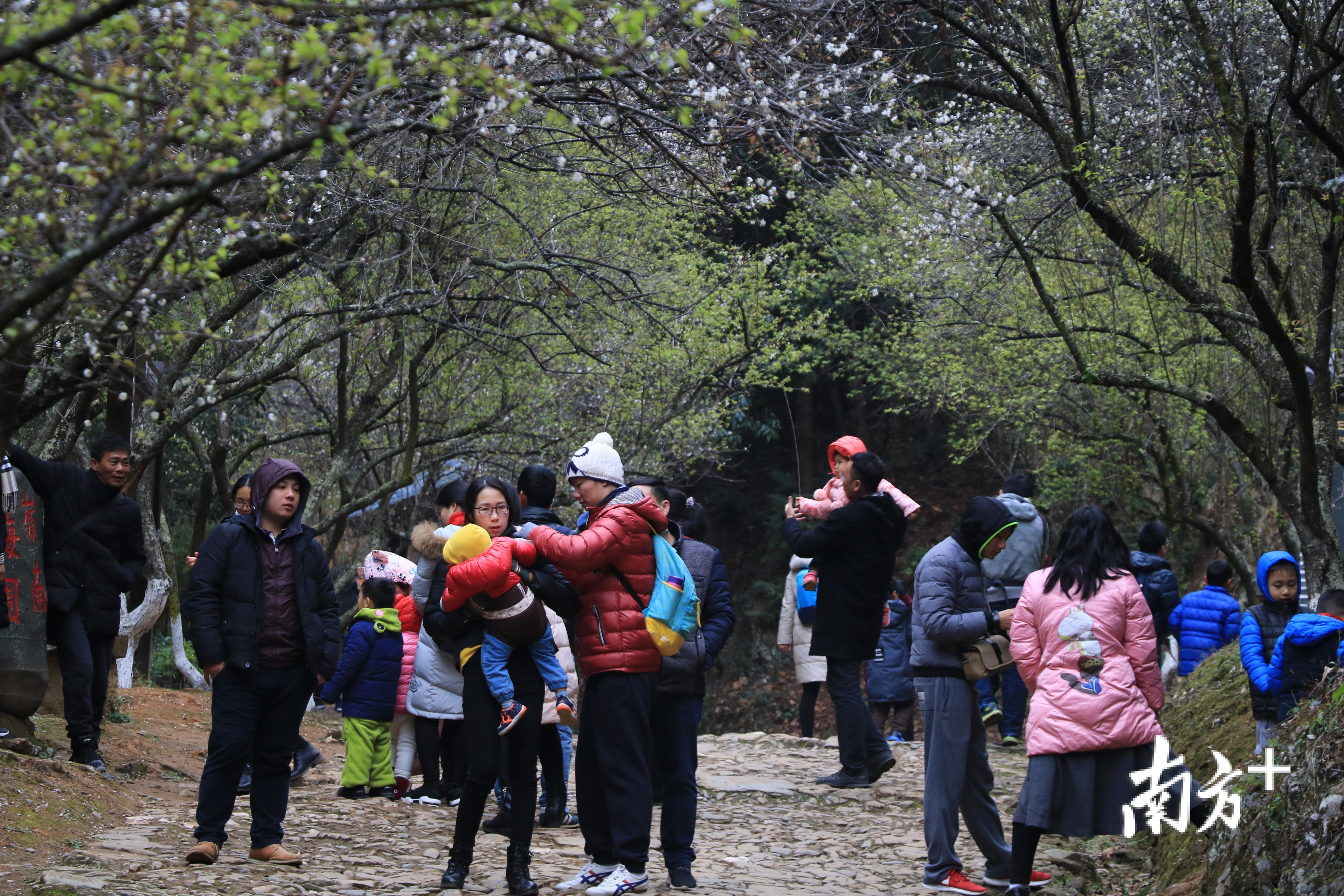 众多游客踏上古道赏梅