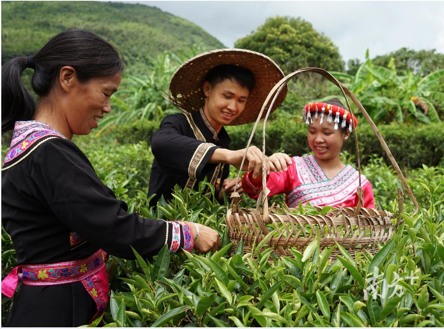 茶园协奏曲 陈滇闺摄 茶园协奏曲 陈滇闺摄