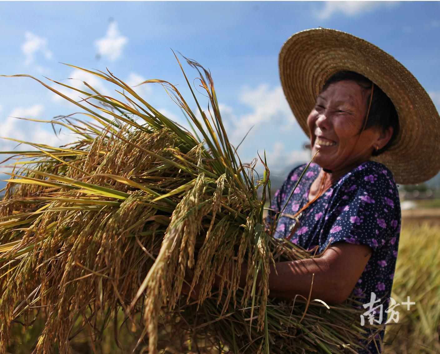 丰收 陈兴杰摄 丰收 陈兴杰摄
