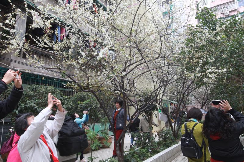 图集|天气回暖,快来广州梅花村赏梅花
