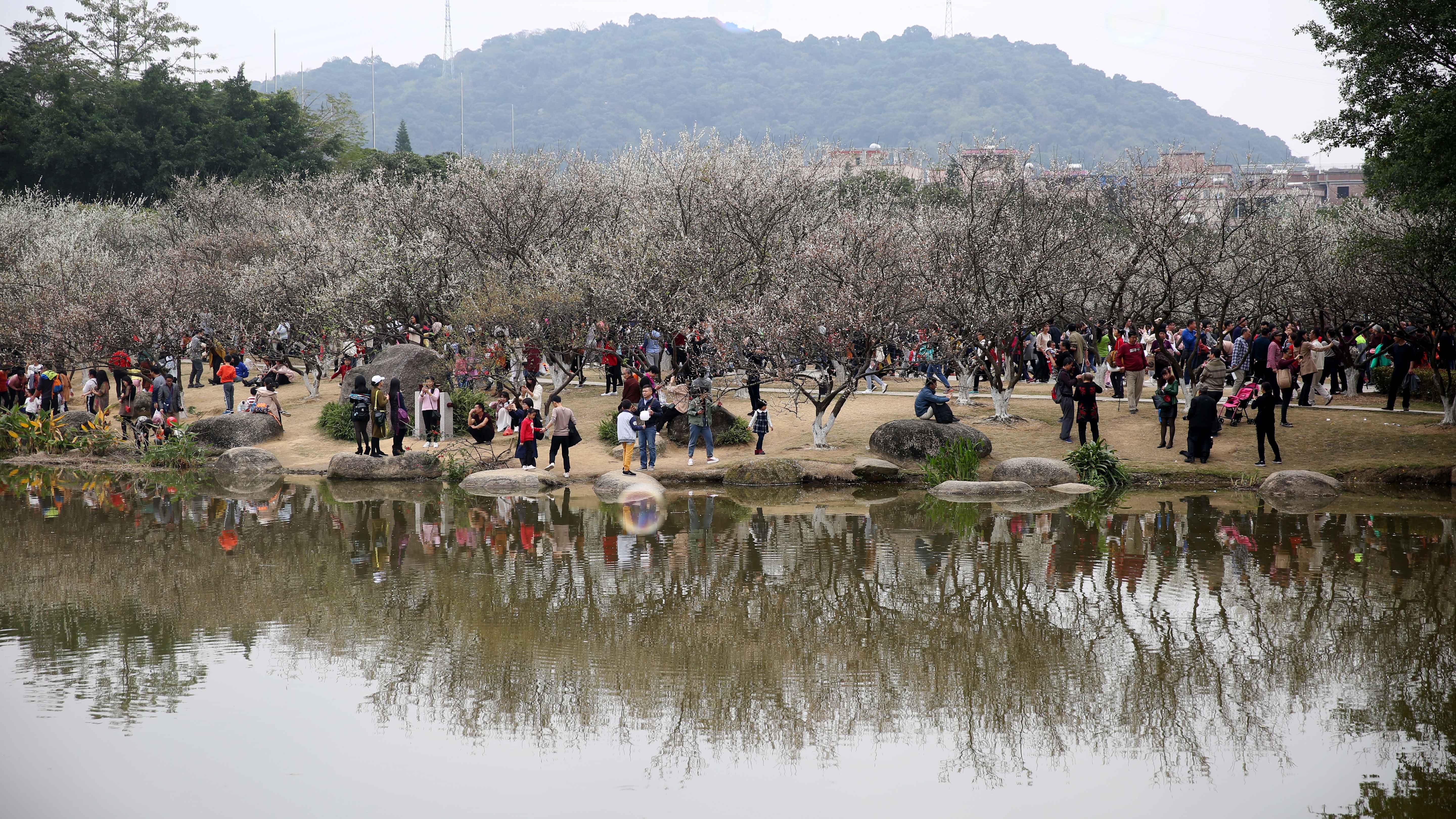 图集|广州黄埔"十里梅花"盛开 每天五六万市民前来观看