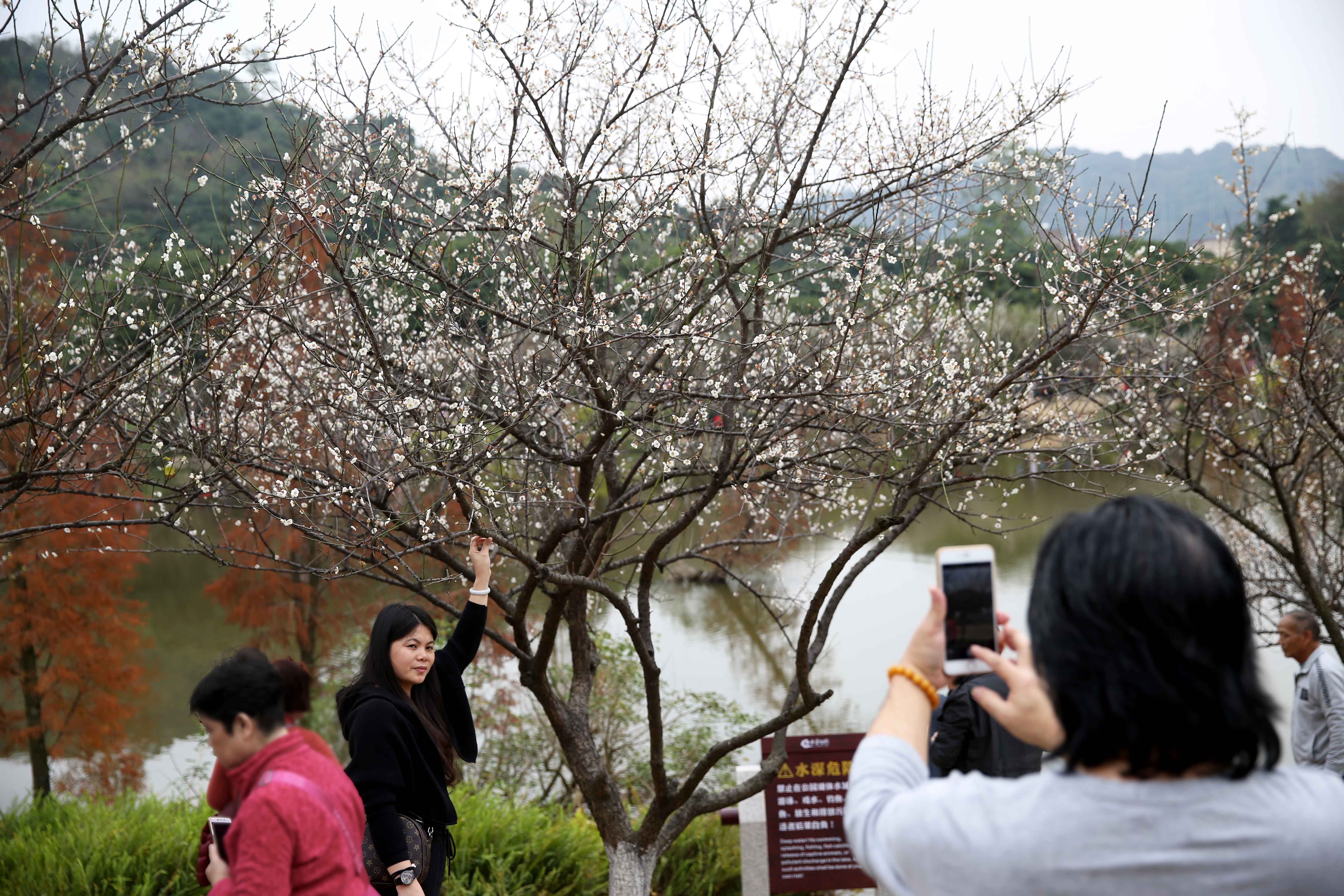 图集|广州黄埔"十里梅花"盛开 每天五六万市民前来观看