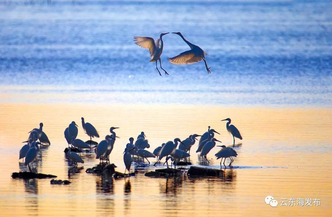 “醉美乡村•幸福云东海”摄影大赛获奖作品,廖伟鸣摄 “醉美乡村•幸福云东海”摄影大赛获奖作品,廖伟鸣摄