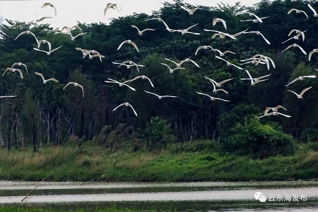 “醉美乡村•幸福云东海”摄影大赛获奖作品,陈励俊摄 “醉美乡村•幸福云东海”摄影大赛获奖作品,陈励俊摄
