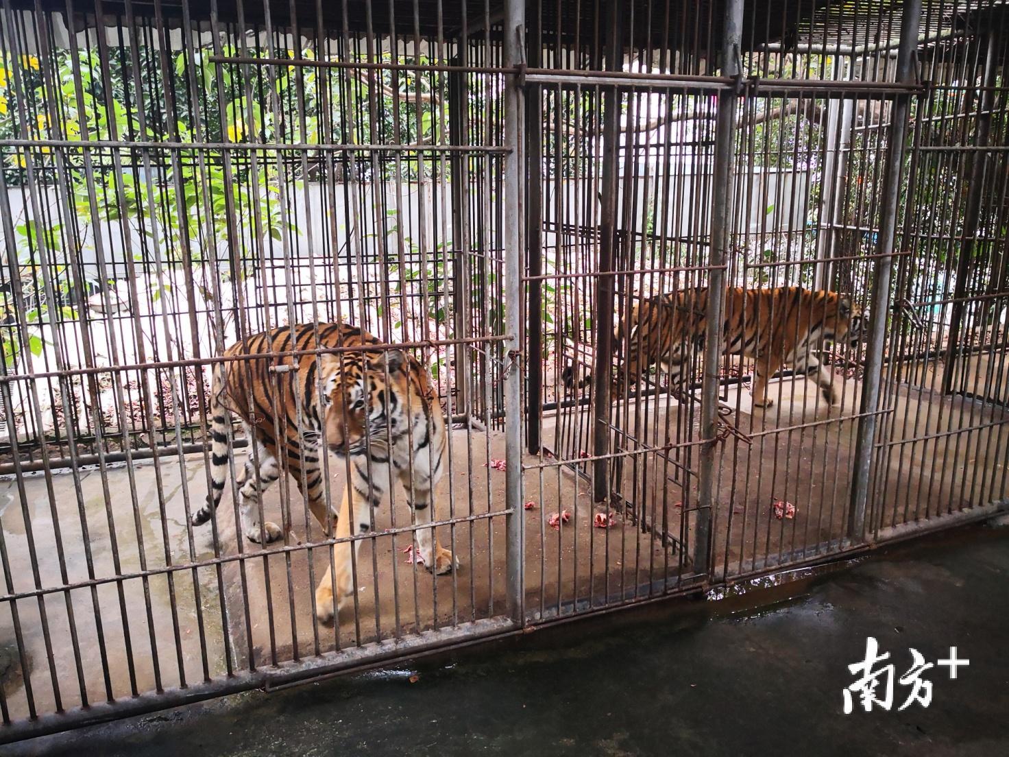 国家一级保护动物东北虎现在已经无处容身。