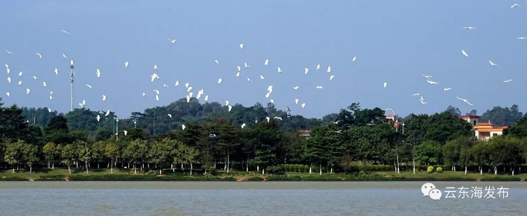 “醉美乡村•幸福云东海”摄影大赛获奖作品,陈励俊摄 “醉美乡村•幸福云东海”摄影大赛获奖作品,陈励俊摄