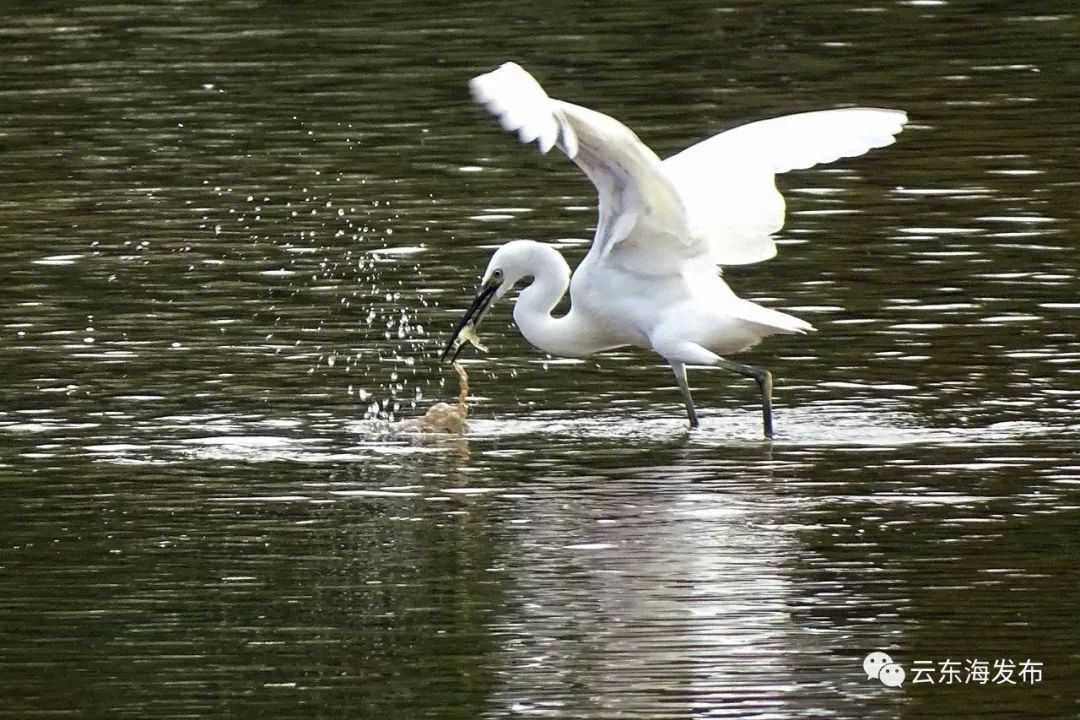 “醉美乡村•幸福云东海”摄影大赛获奖作品,陈励俊摄 “醉美乡村•幸福云东海”摄影大赛获奖作品,陈励俊摄