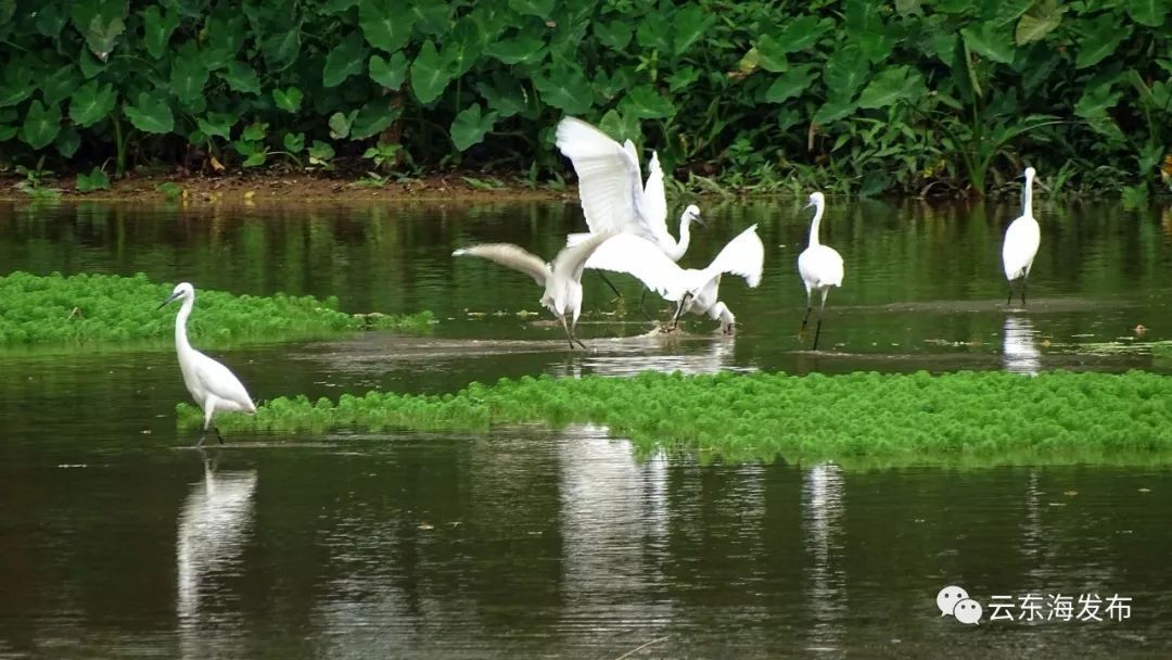 “醉美乡村•幸福云东海”摄影大赛获奖作品,陈励俊摄 “醉美乡村•幸福云东海”摄影大赛获奖作品,陈励俊摄