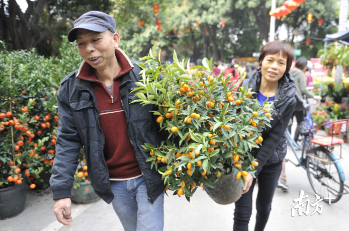 年桔是传统佛山人必不可少的年宵贺岁品。
