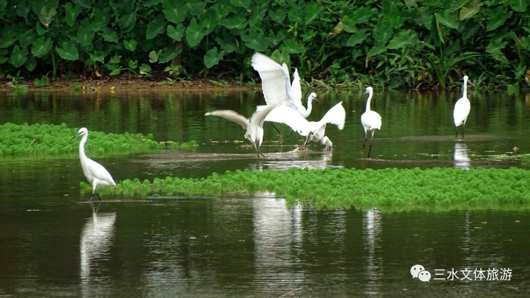 陈励俊摄 陈励俊摄