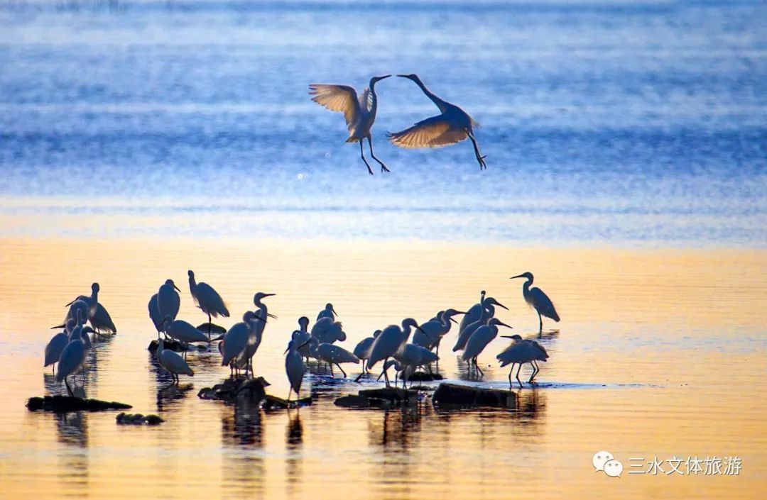 廖伟鸣摄 廖伟鸣摄