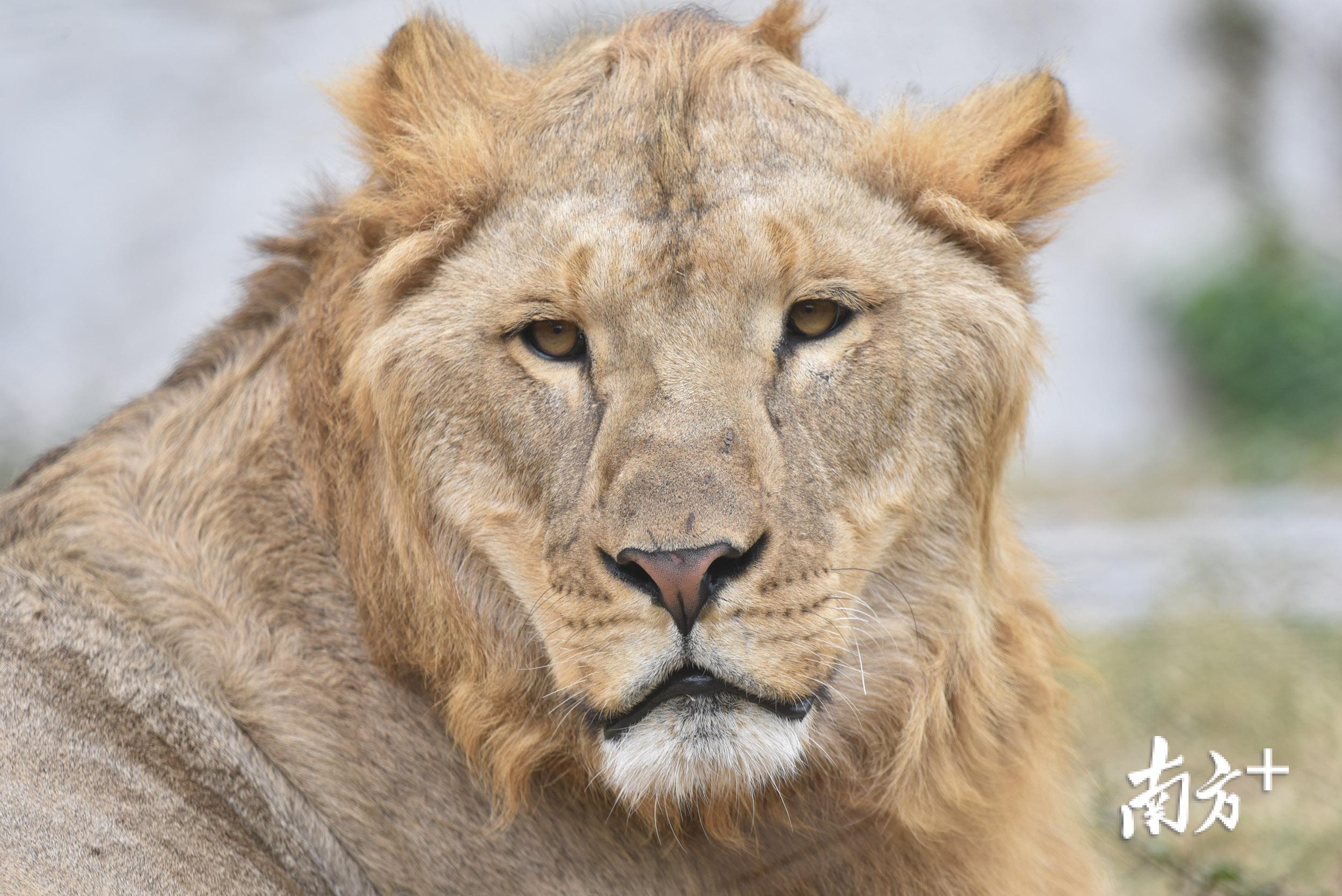 看兽中之王秀恩爱深圳野生动物园8只非洲狮首次亮相