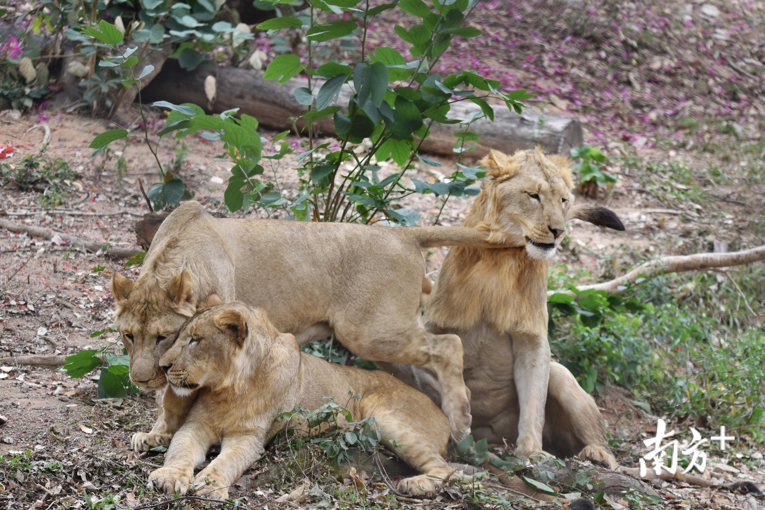 看"兽中之王"秀恩爱.深圳野生动物园8只非洲狮首次亮相
