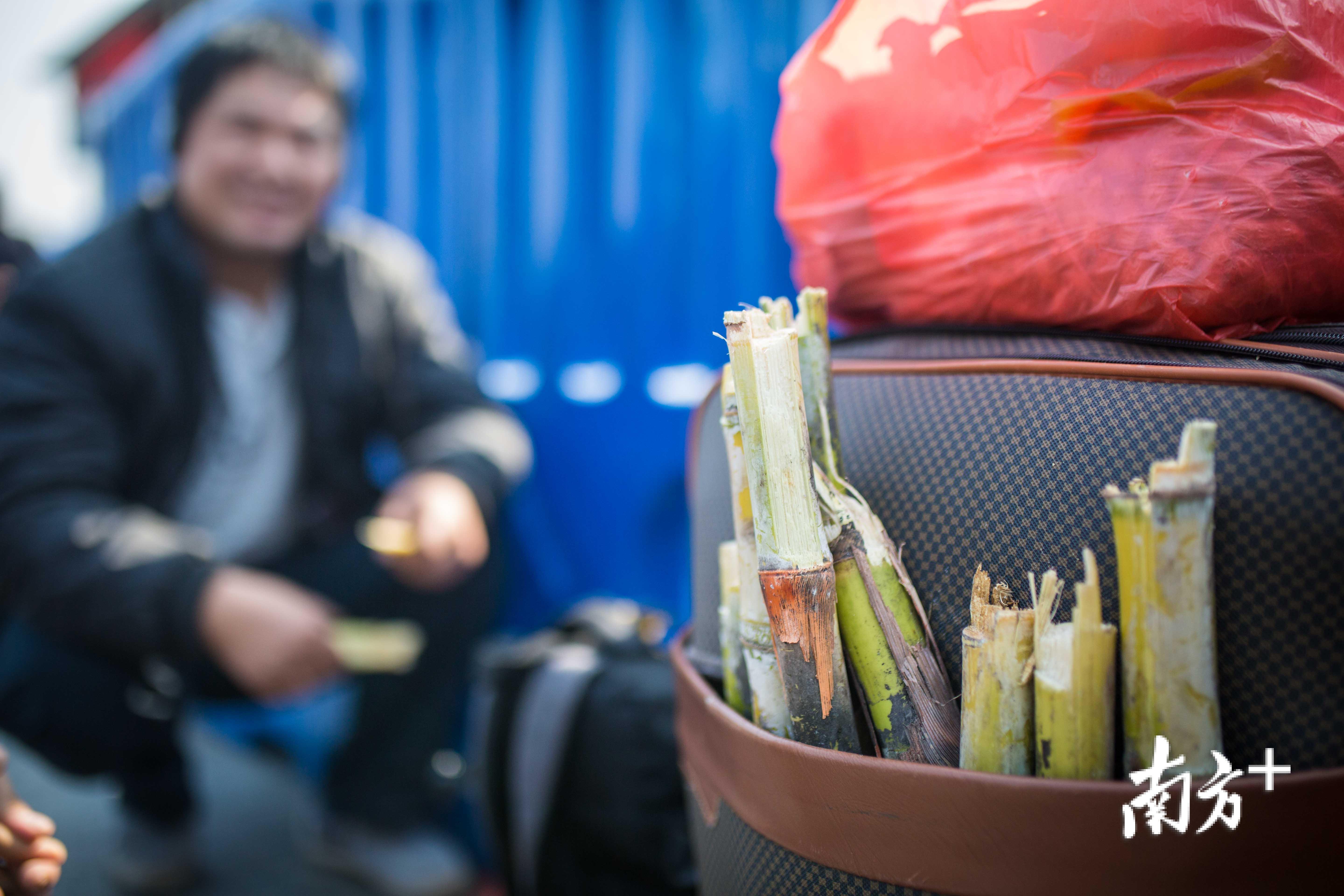 一位旅客的行李箱外插着工友送的甘蔗，以打发回家的十几个小时路程。