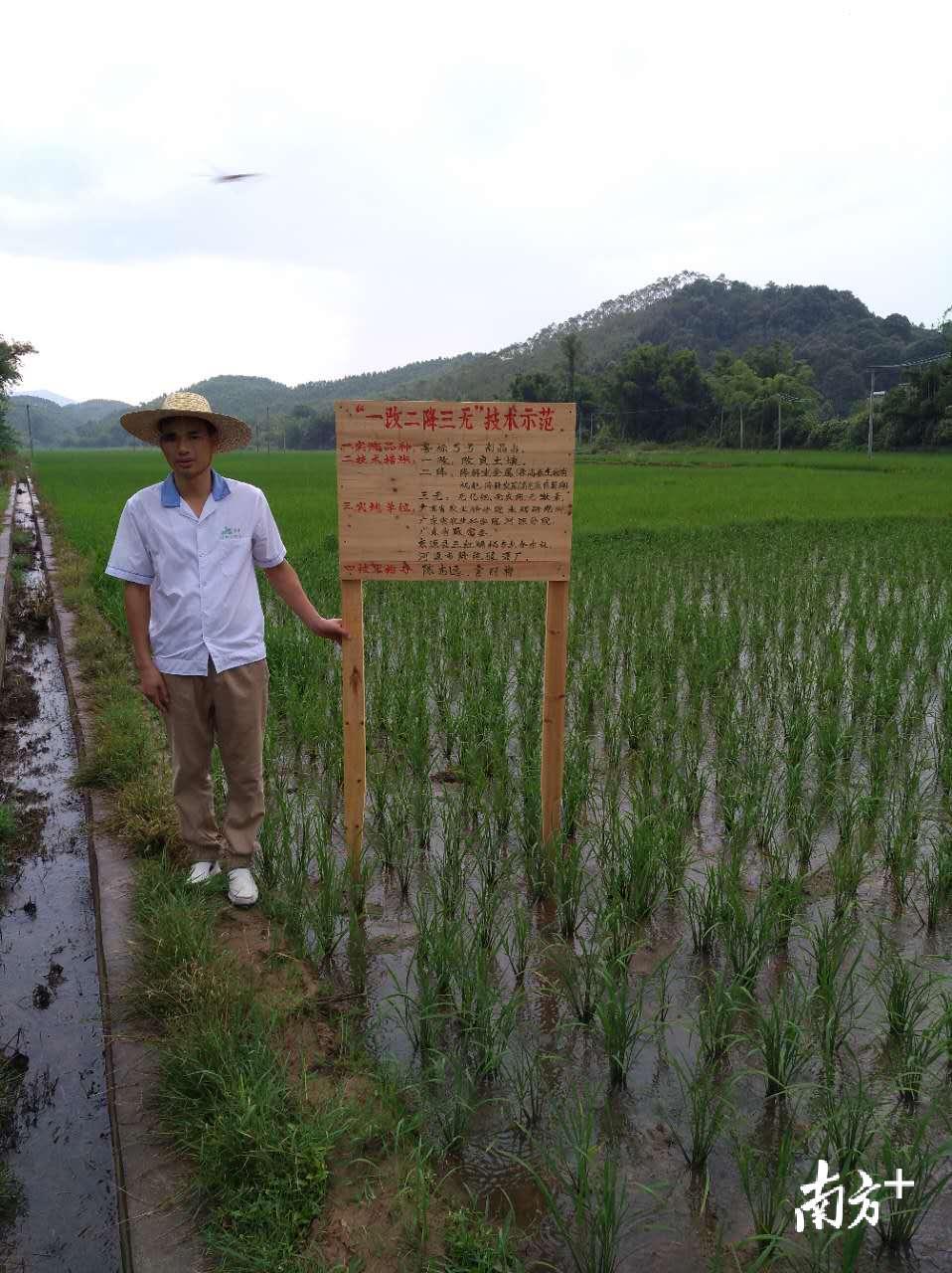 李振伟检查原料基地糯稻生长情况。 李振伟检查原料基地糯稻生长情况。