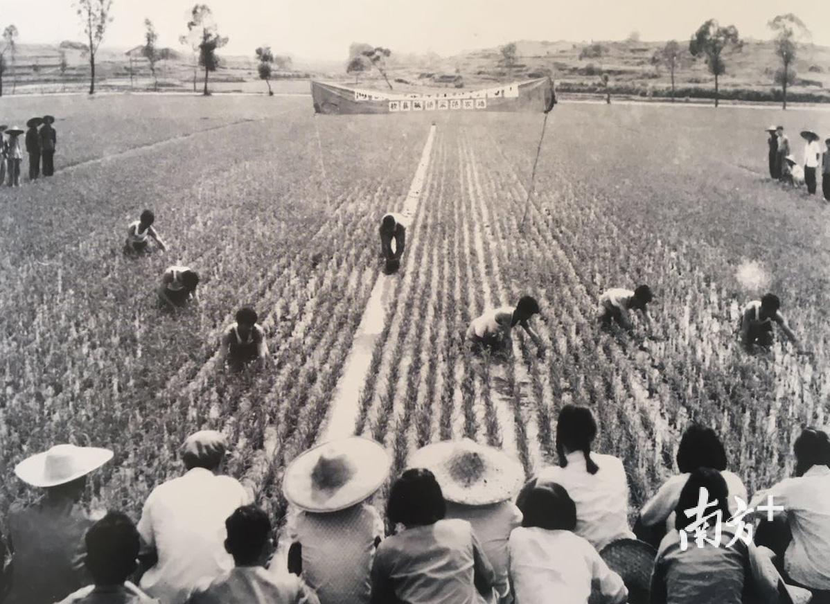 上世纪70年代初,陈桥村老农到梅县是示范插秧技术  许永光 摄
