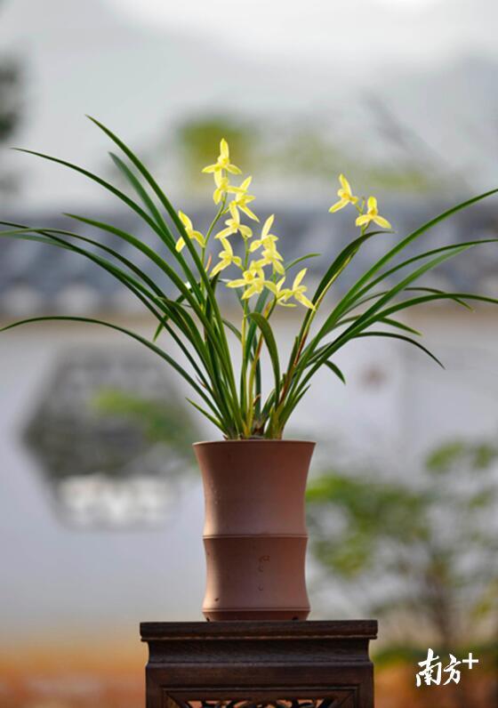 兰花芬芳。肖雄 摄
