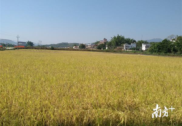 龙川县通衢镇梅城村越王贡米基地金黄的稻田。