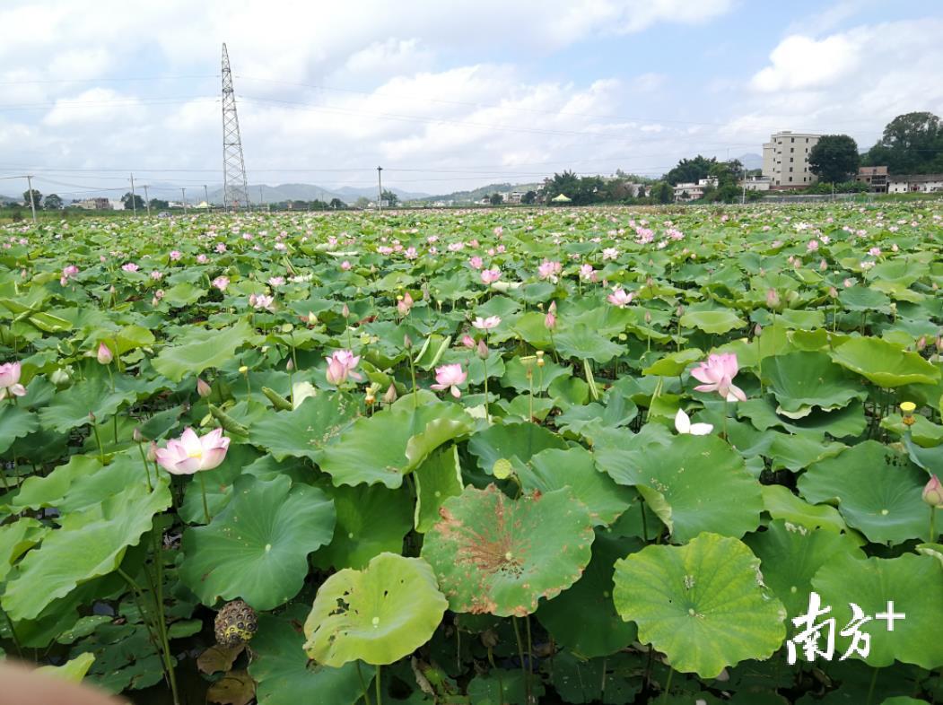 生态种植示范基地的荷花园。