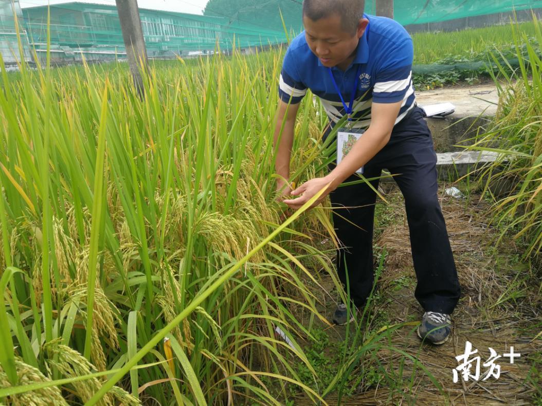 张艺强在田间观察水稻生长情况。