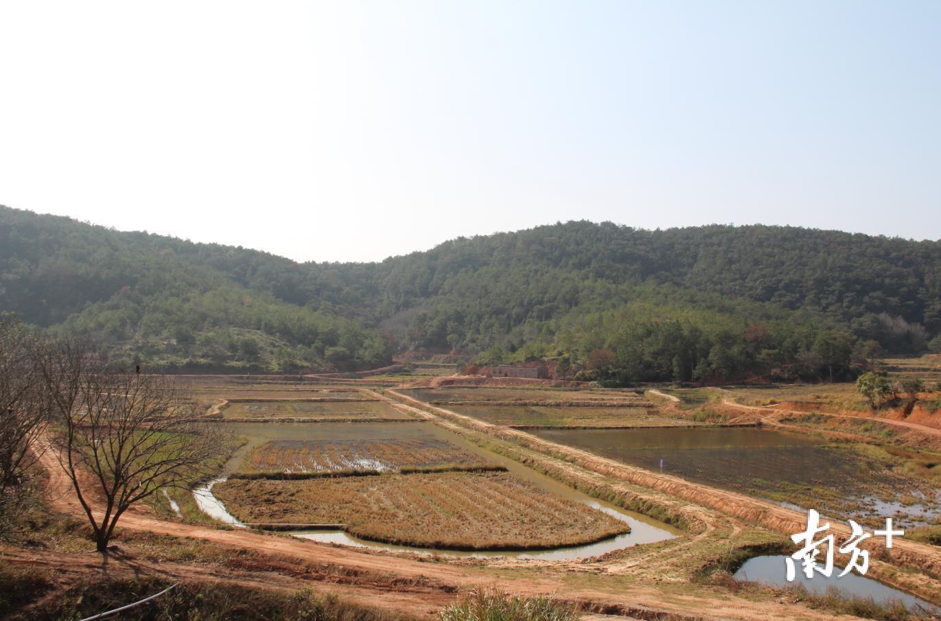 稻鱼混合种养基地风景优美。 稻鱼混合种养基地风景优美。