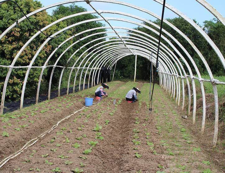 探秘,2019黑珍珠餐厅唯一的自有有机农场_南方plus_南方