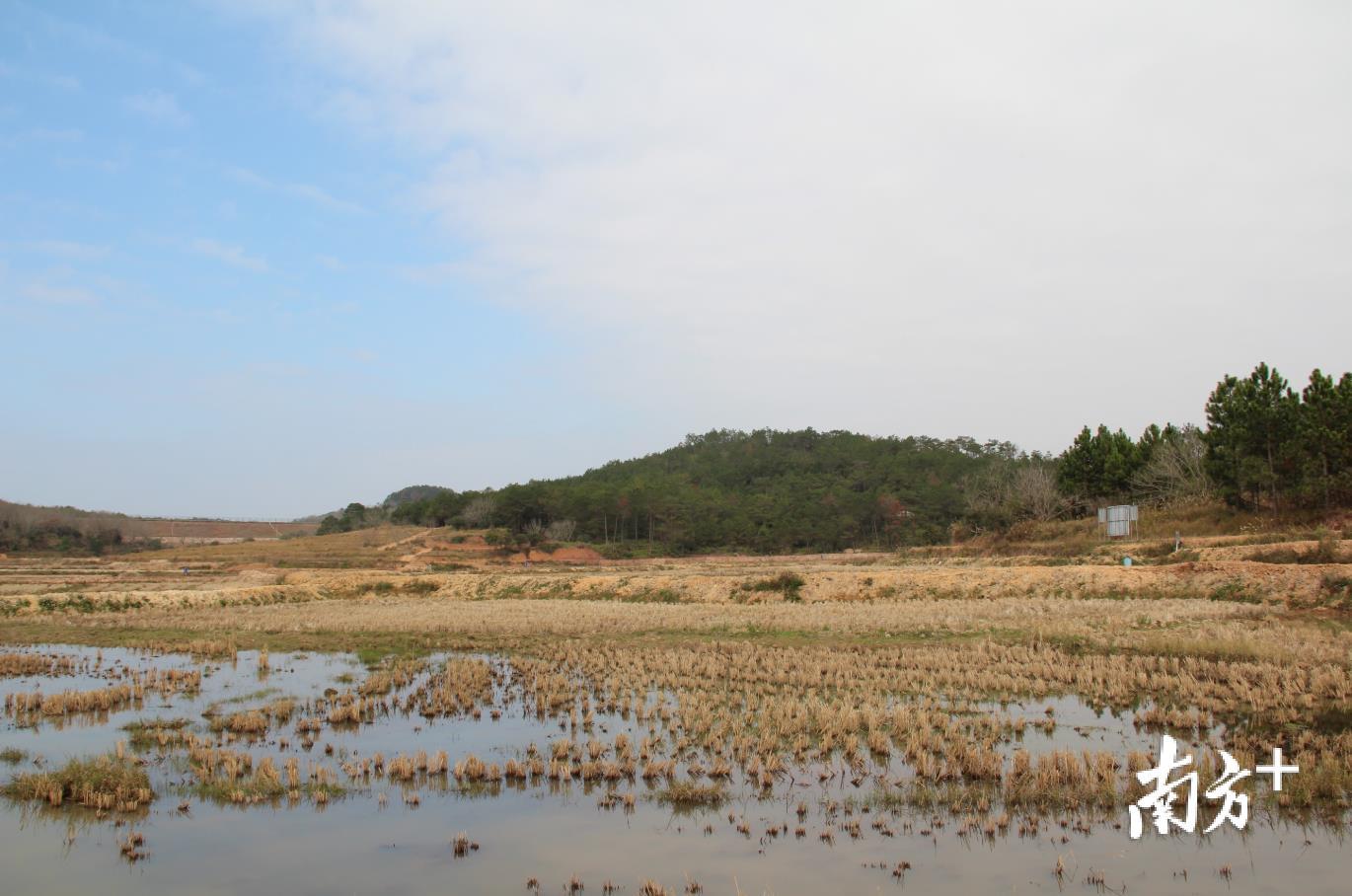 稻鱼混合种养基地的水稻已收割,鲫鱼仍潜在水底。 稻鱼混合种养基地的水稻已收割,鲫鱼仍潜在水底。