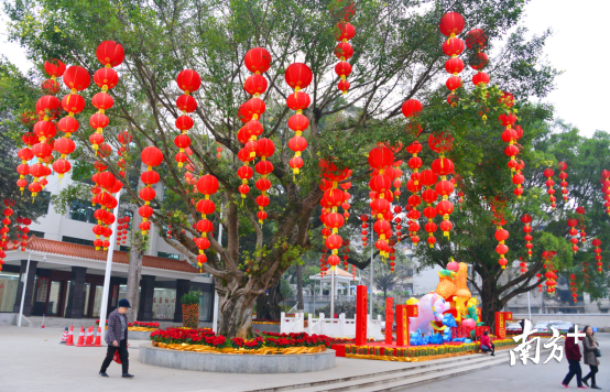 连州市政府门前小广场的千年古树挂满了红灯笼。全媒体记者 黄津 摄 连州市政府门前小广场的千年古树挂满了红灯笼。全媒体记者 黄津 摄