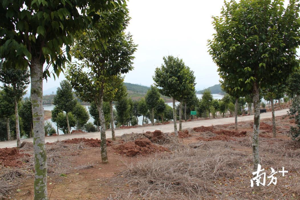 沉香园区。 沉香园区。