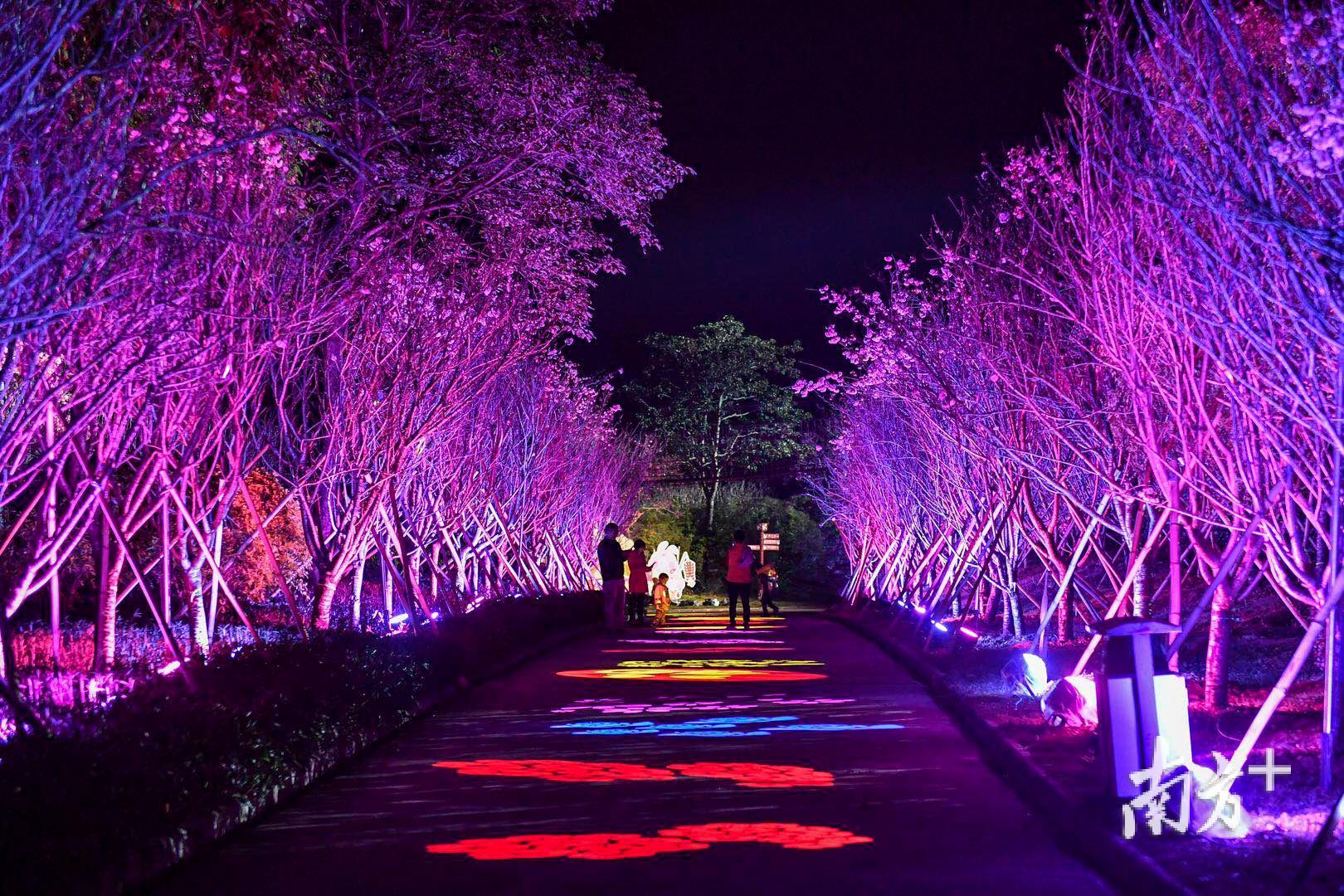 从化这片樱花园等君来!