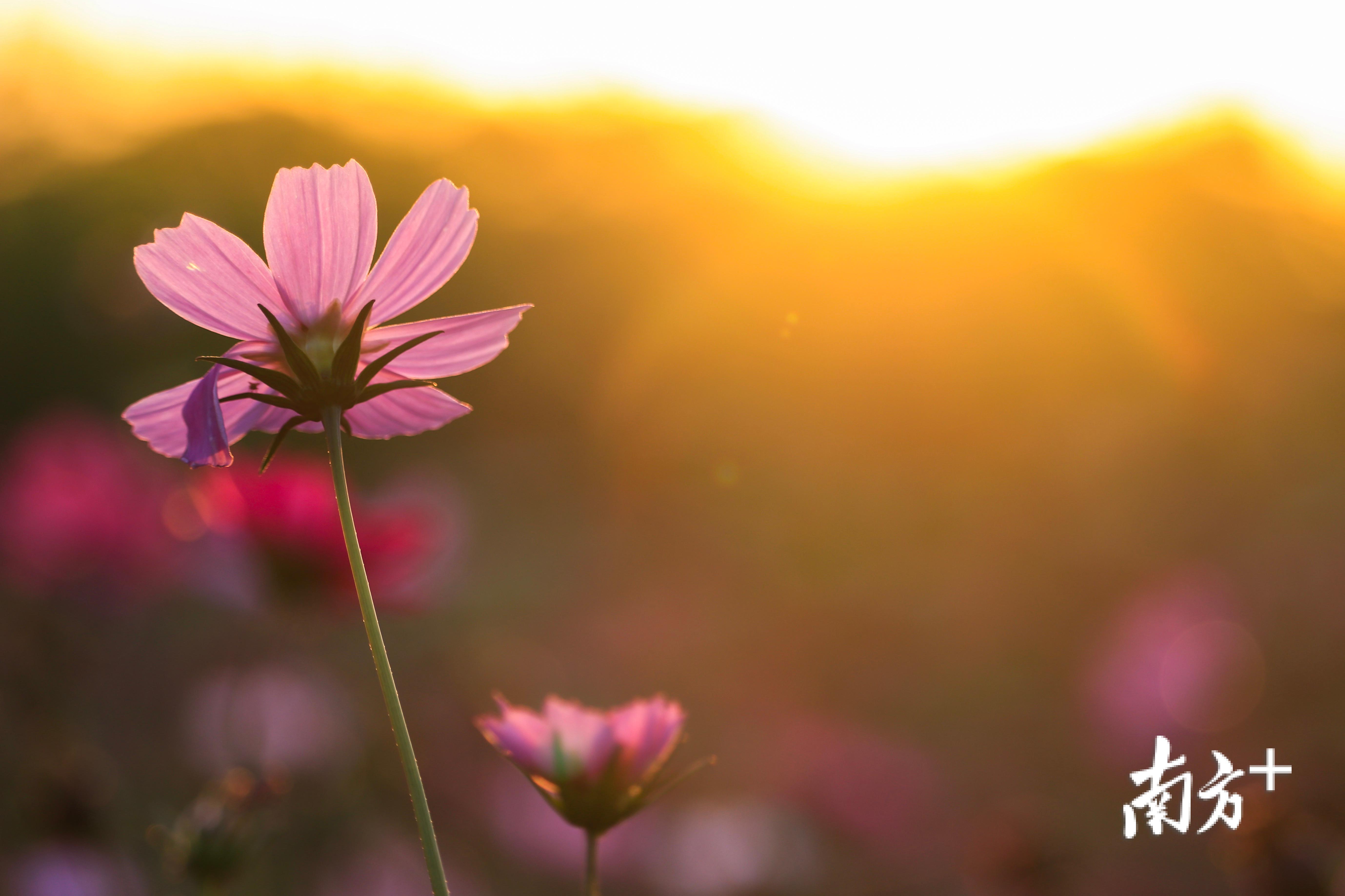 光明小镇里的花卉。江晓彤 摄 光明小镇里的花卉。江晓彤 摄