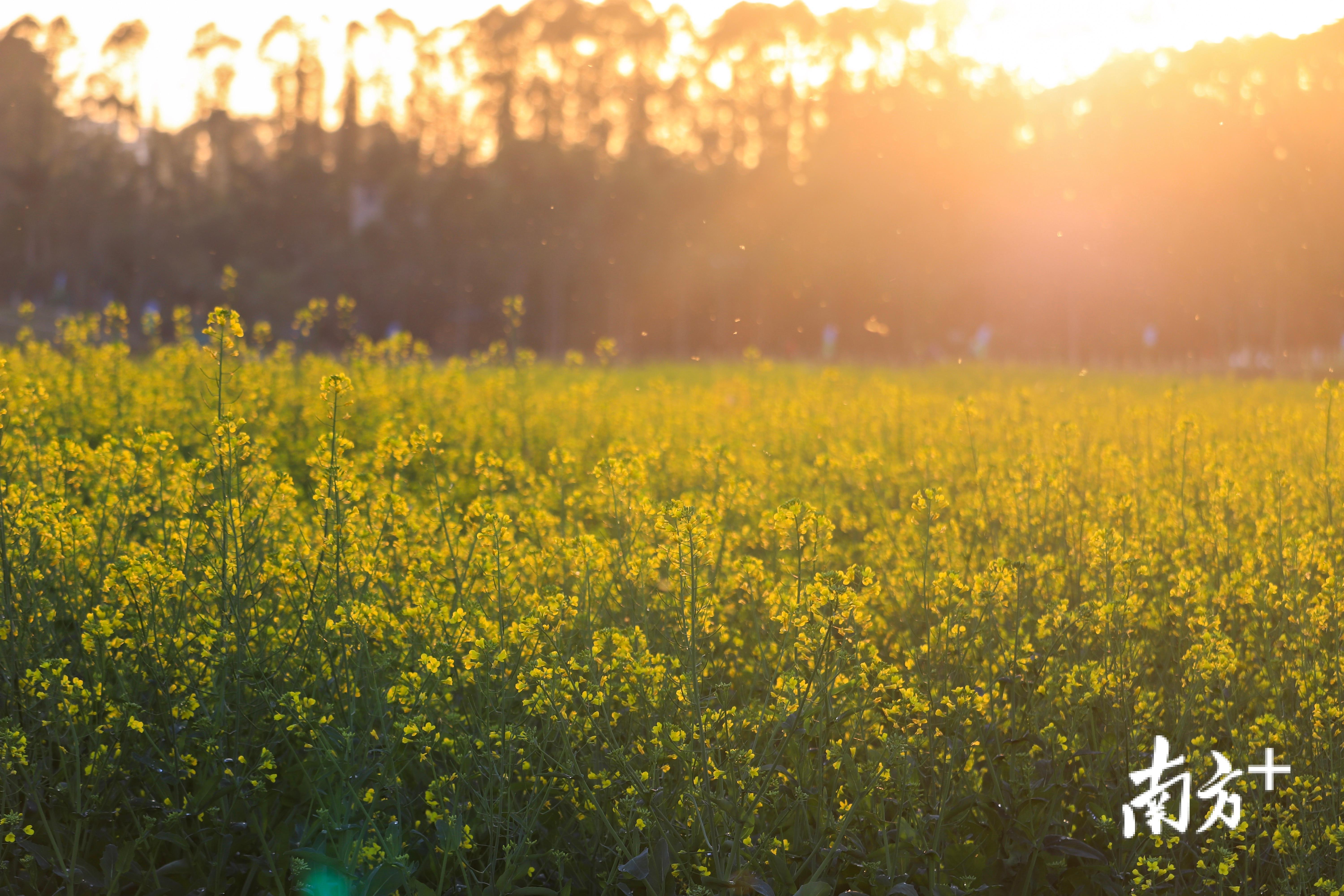 油菜花。江晓彤 摄 油菜花。江晓彤 摄