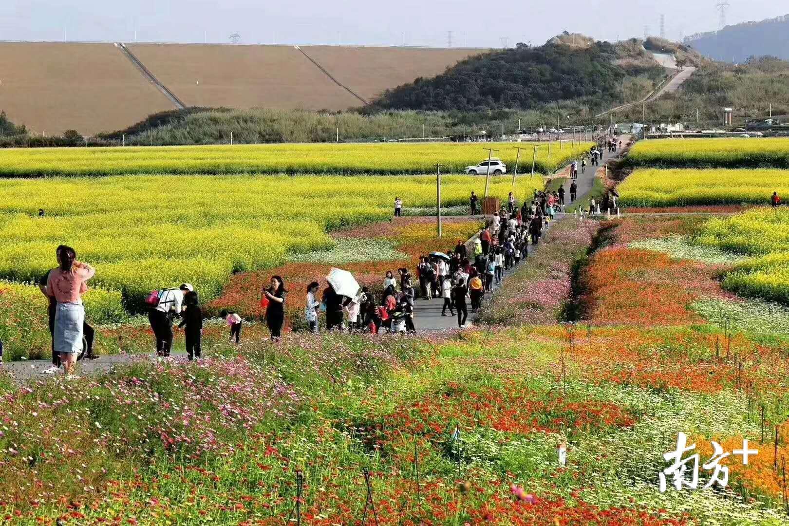 市民前往花海拍照。