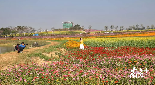 在春节假期前,花海已经吸引了不少游客。 钟哈林 摄 在春节假期前,花海已经吸引了不少游客。 钟哈林 摄