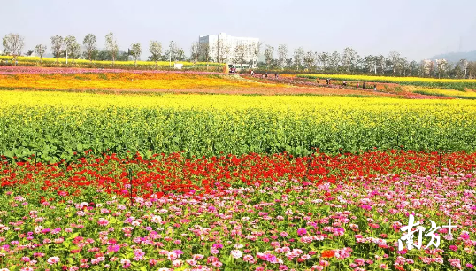 光明小镇种植了各种各样的鲜花 钟哈林 摄 光明小镇种植了各种各样的鲜花 钟哈林 摄