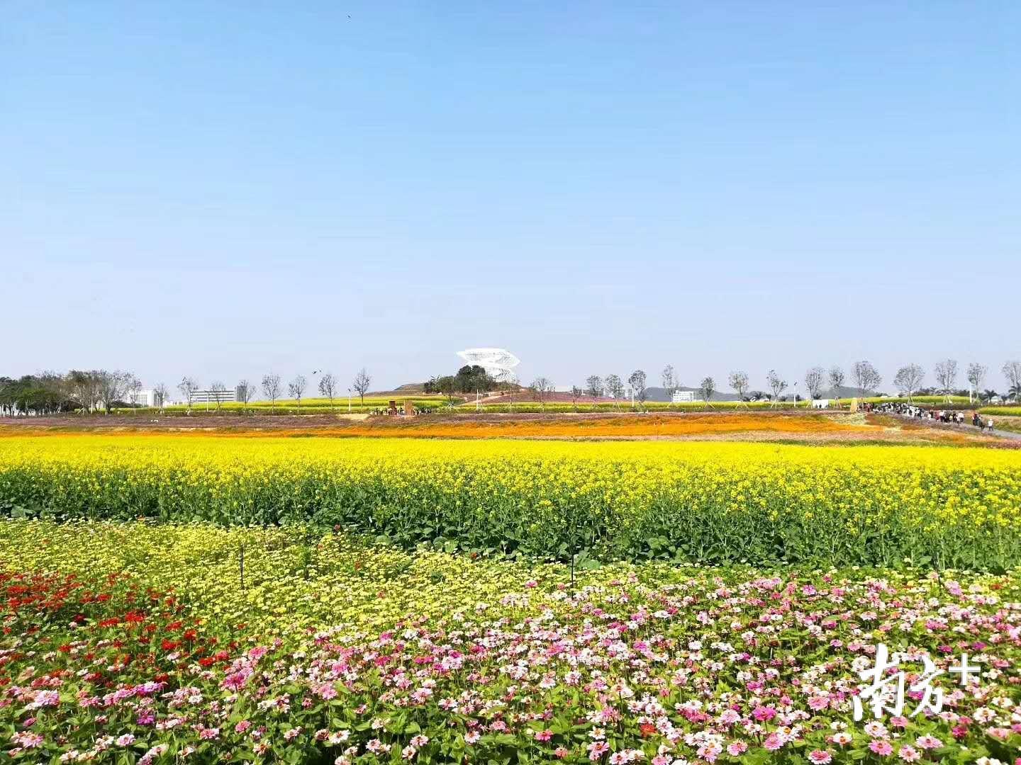 光明小镇花海。 光明小镇花海。