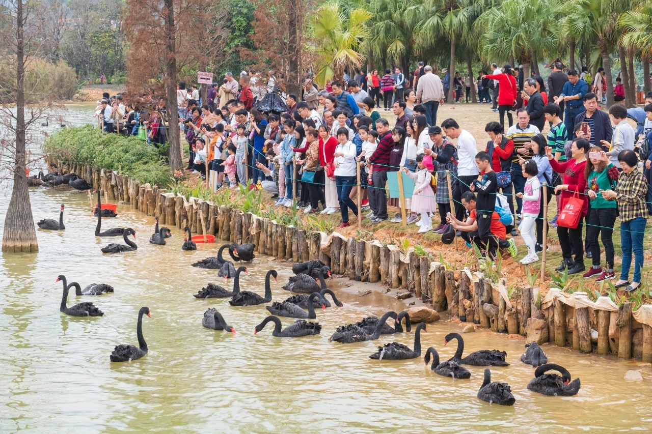 白鸟天堂 吴勇强 摄 白鸟天堂 吴勇强 摄
