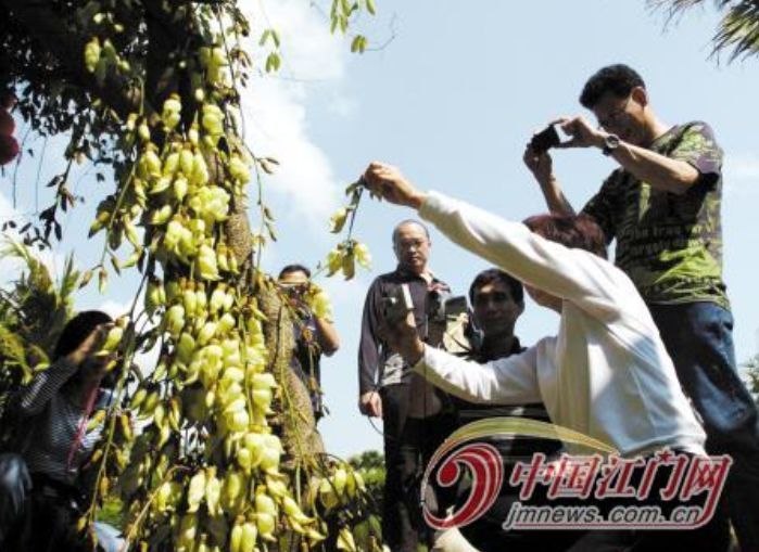 禾雀花。图/中国江门网