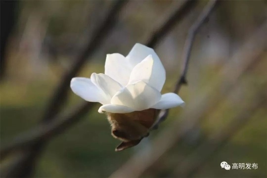 各式各样花花 各式各样花花