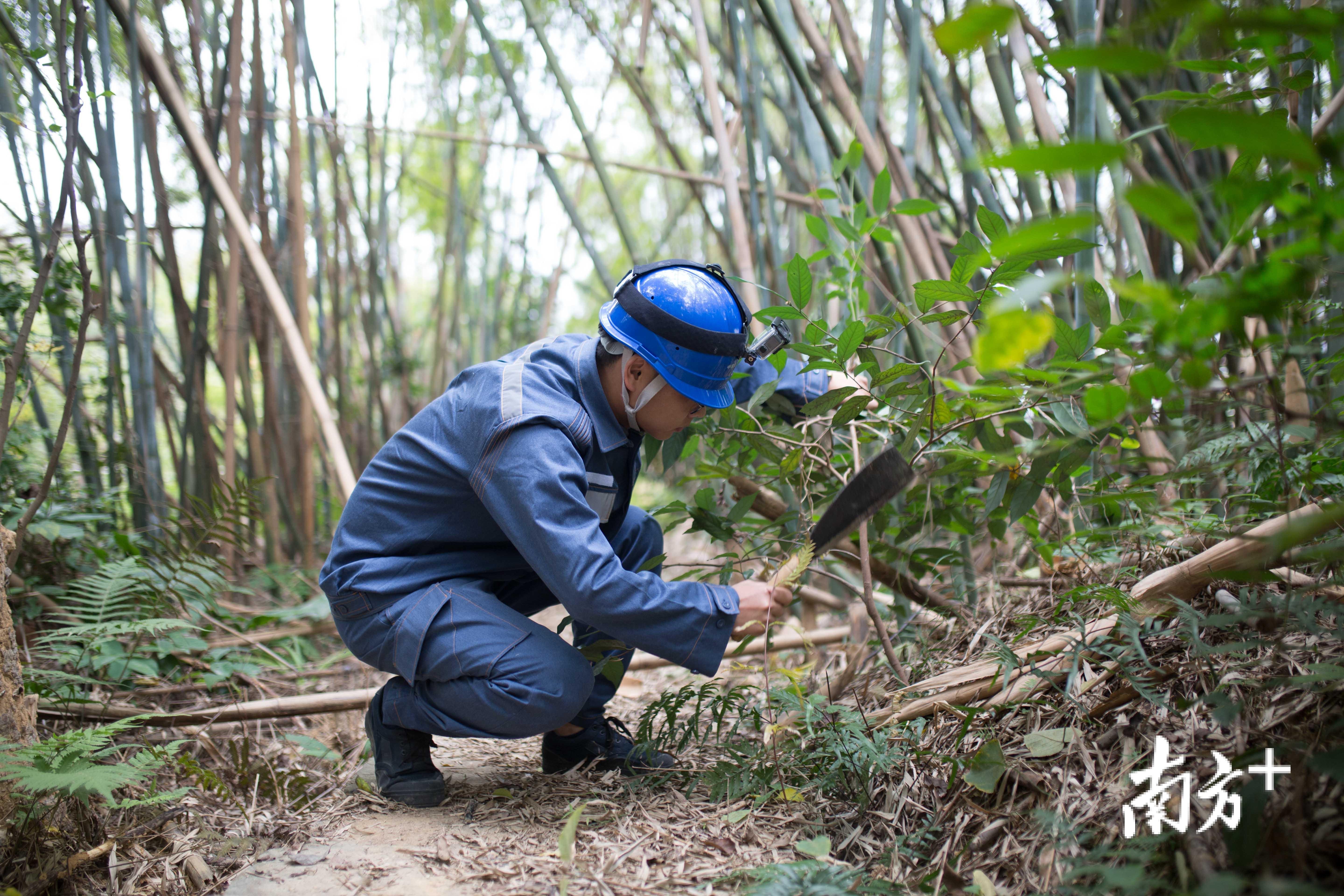 有些高压电缆远在山上的丛林里。为了防止植物破坏线路,熊智还需要经常上山清除杂草。 有些高压电缆远在山上的丛林里。为了防止植物破坏线路,熊智还需要经常上山清除杂草。