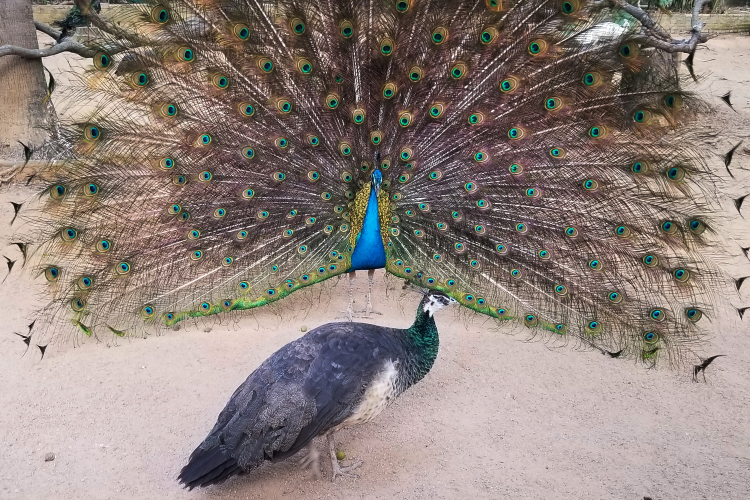 在孔雀园，雄孔雀尽情地展示五彩缤纷的尾屏，羽毛不断抖动，还不停地做出各种优美的舞蹈动作，以求得雌孔雀的芳心。