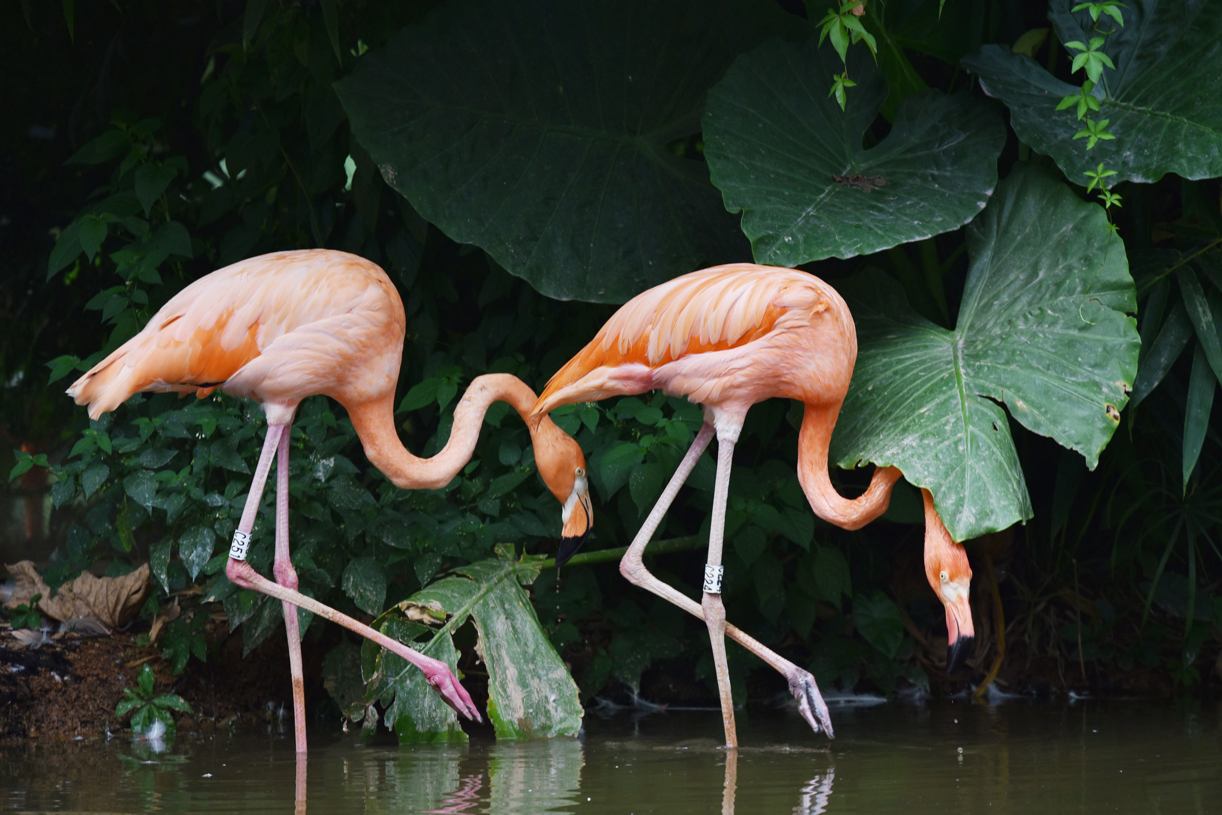 火烈鸟情侣出双入对。