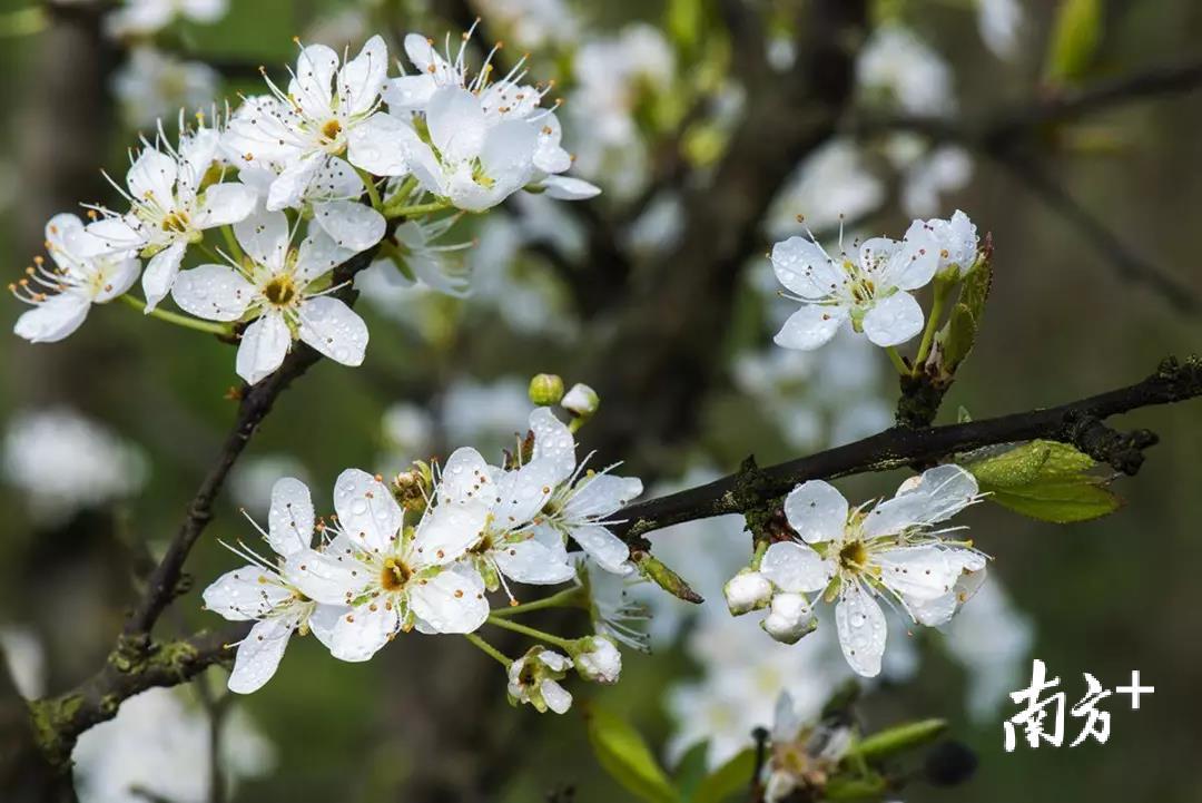 来源：梅州旅游