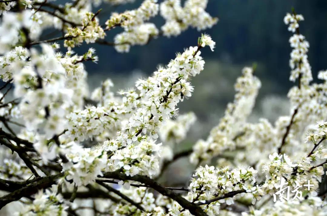 来源：梅州旅游