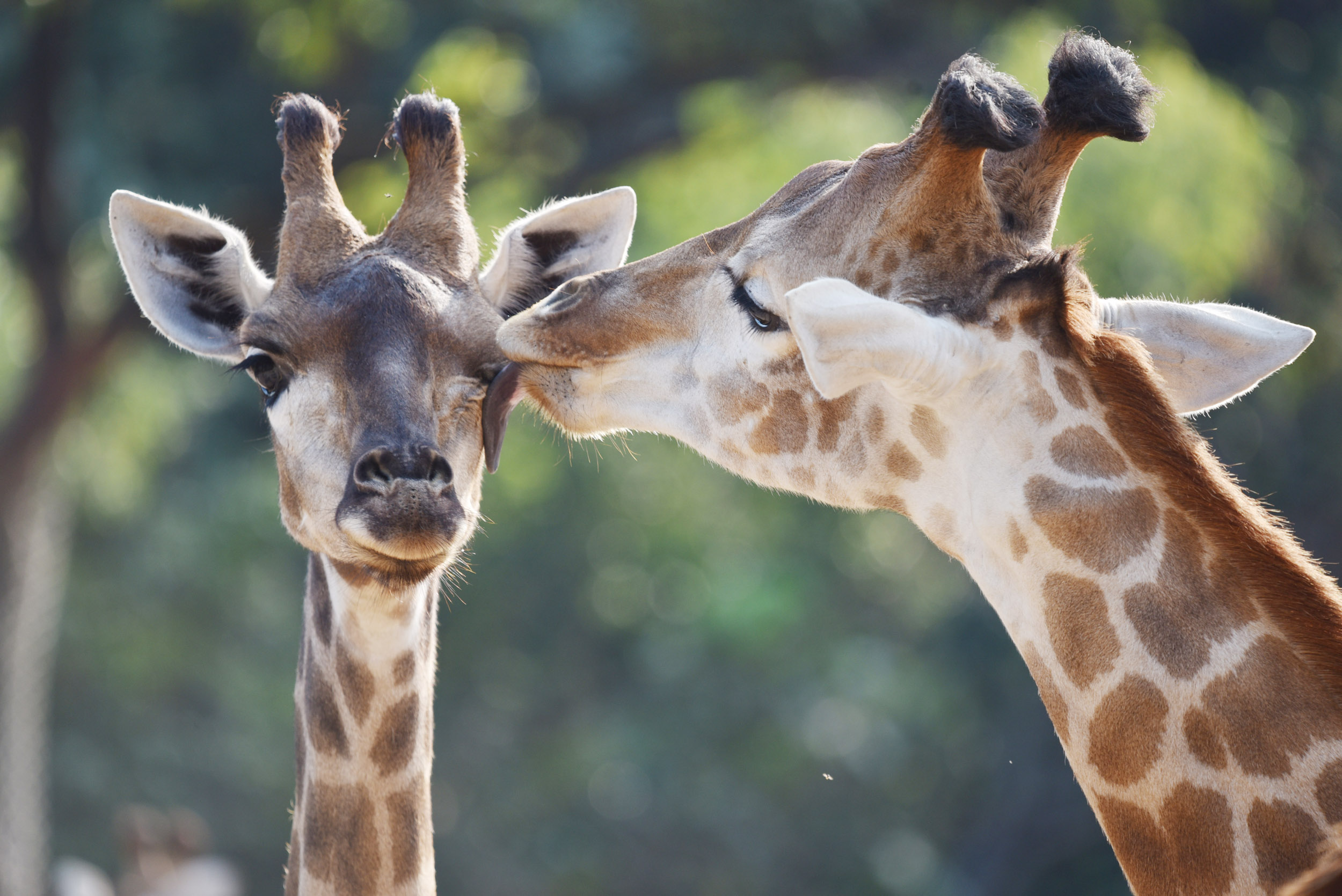 长颈鹿情侣耳鬓厮磨。