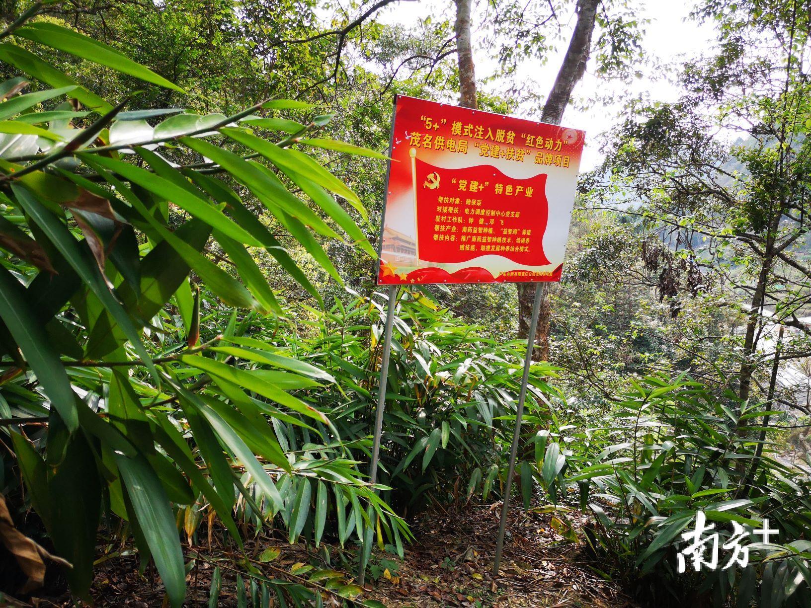 扶持贫困村的益智树种植项目。 扶持贫困村的益智树种植项目。