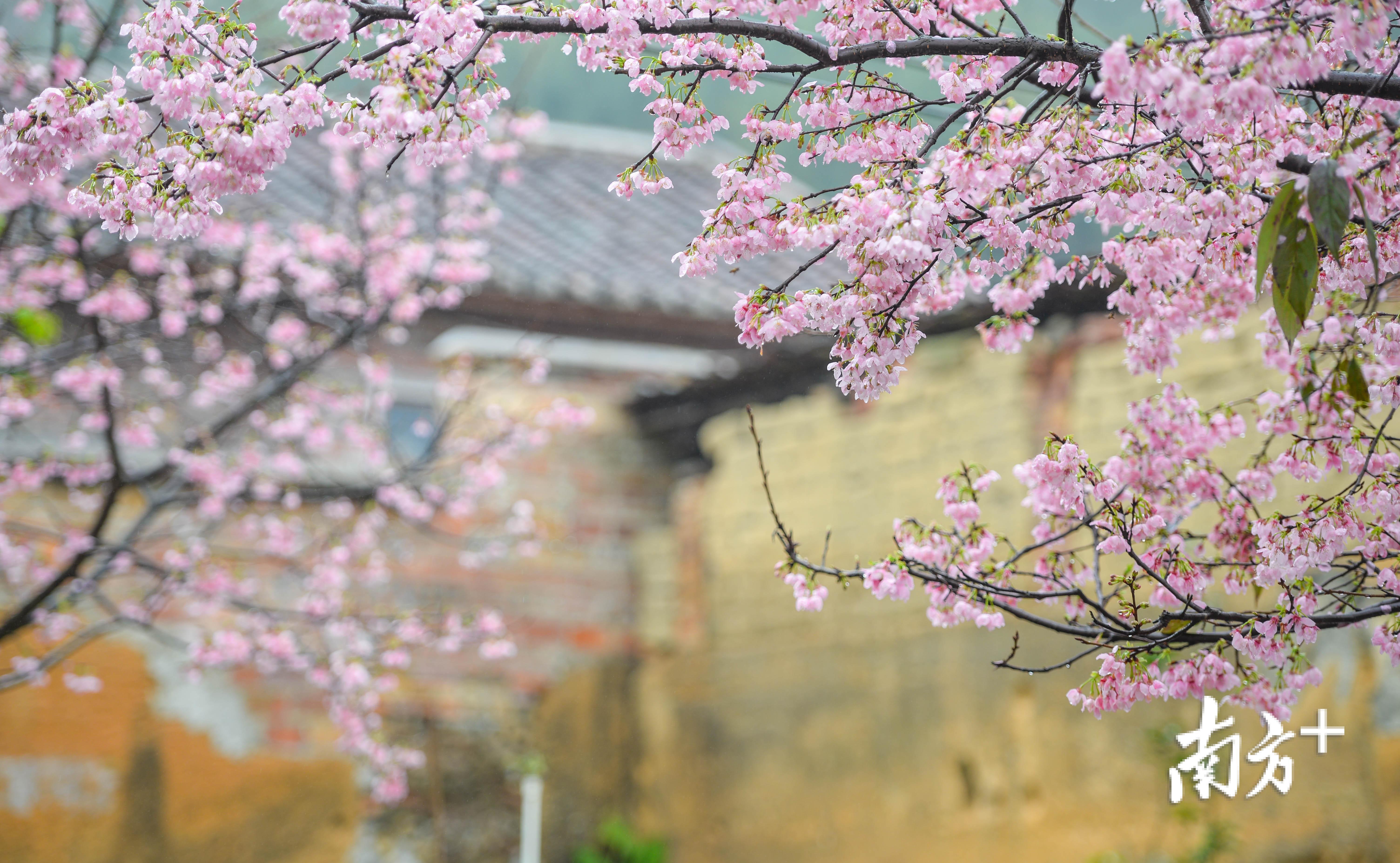 粉红色、纯白色、深红色樱花竞相开放。全媒体记者 曾亮超 摄